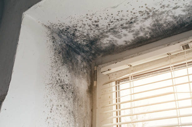 Affordable Mold Remediation solutions in Bethesda, MD